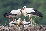 Image. Weißstorch