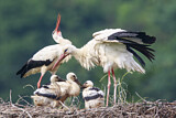 Image. Weißstorch