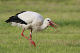 Image. Weißstorch
