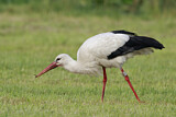 Image. Weißstorch