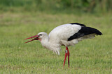Image. Weißstorch