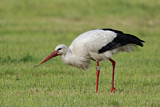 Image. Weißstorch