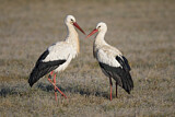 Image. Weißstorch