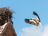 Image. Weißstorch