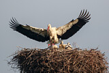 Image. Weißstorch