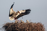 Image. Weißstorch