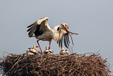 Image. Weißstorch