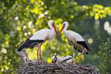 Image. Weißstorch
