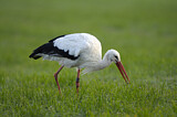 Image. Weißstorch