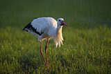 Image. Weißstorch