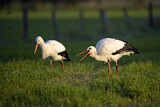 Image. Weißstorch