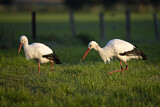 Image. Weißstorch