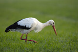 Image. Weißstorch