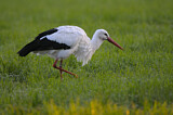 Image. Weißstorch