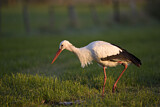 Image. Weißstorch