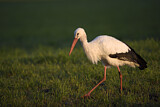 Image. Weißstorch