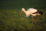 Image. Weißstorch