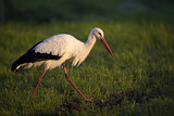 Image. Weißstorch