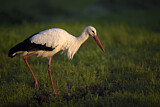 Image. Weißstorch