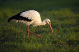 Image. Weißstorch