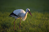Image. Weißstorch