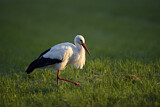 Image. Weißstorch