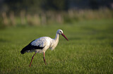 Image. Weißstorch