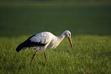 Image. Weißstorch