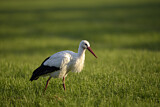 Image. Weißstorch