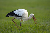 Image. Weißstorch
