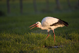 Image. Weißstorch