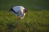 Image. Weißstorch