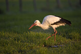 Image. Weißstorch