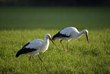 Image. Weißstorch