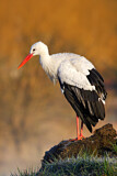 Image. Weißstorch