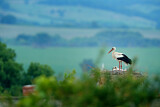 Image. Weißstorch