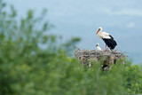 Image. Weißstorch