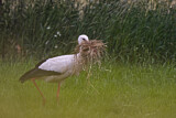 Image. Weißstorch