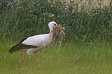 Image. Weißstorch