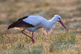 Image. Weißstorch