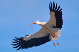 Image. Weißstorch