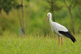 Image. Weißstorch