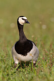 Image. Weißwangengans