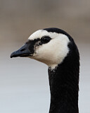 Image. Weißwangengans