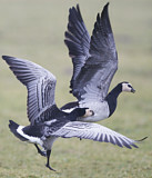 Image. Weißwangengans