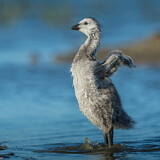 Image. Weißwangengans