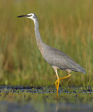 Image. Weißwangenreiher