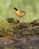 Image. Weidengelbkehlchen