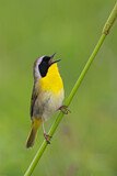 Image. Weidengelbkehlchen