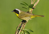 Image. Weidengelbkehlchen